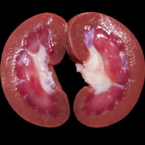 shutterstock 2286895409.jpg